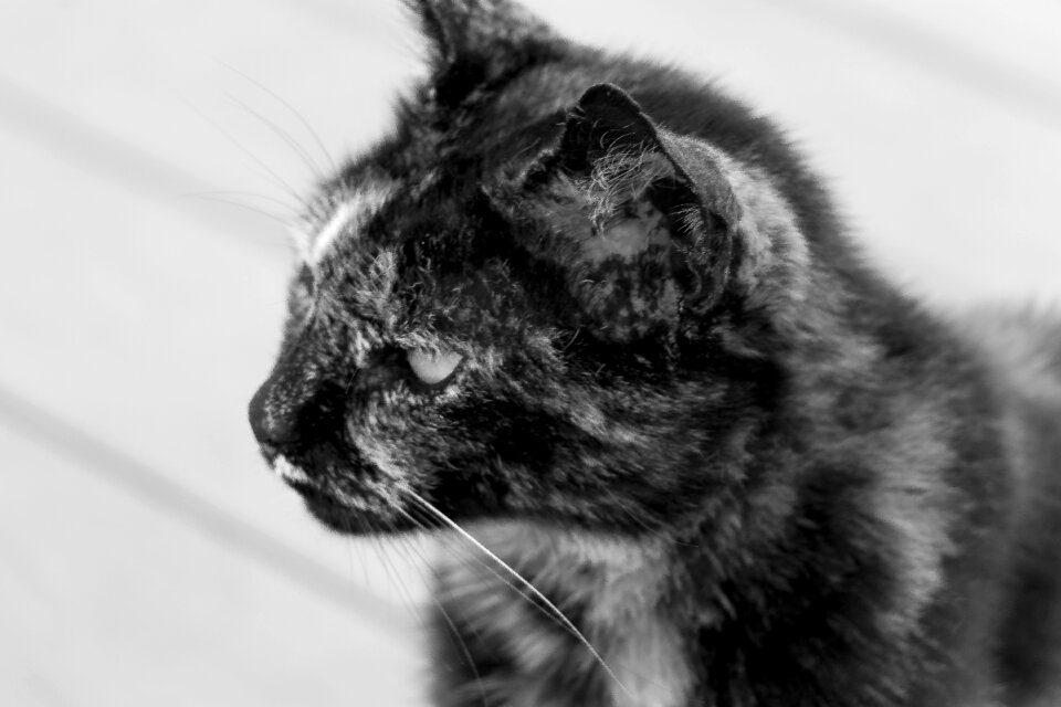 Animal futrzak a young kitten