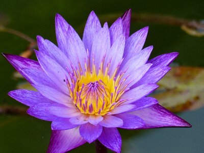 Flower plant water lily