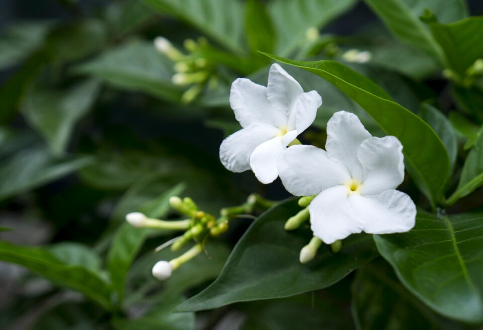 Jasmine white flowers natural