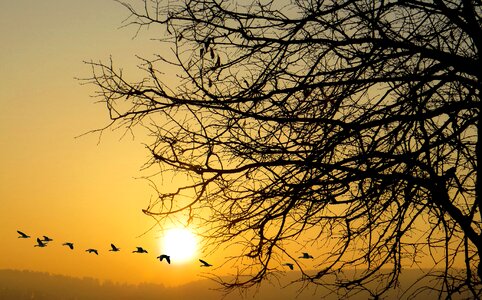 Sun tree sunrise