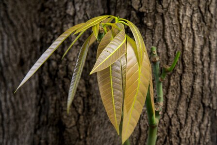 Bark mango leaves natural