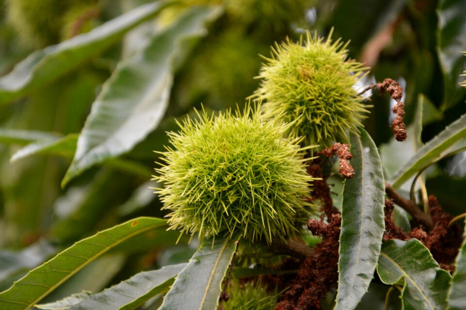 Chestnut nature tree