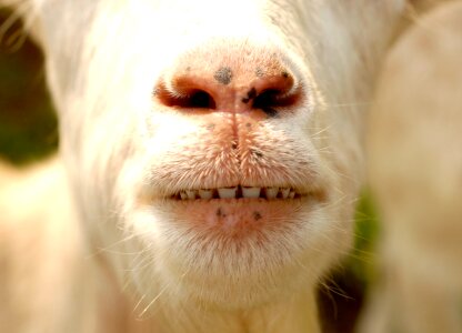 Teeth nose portrait