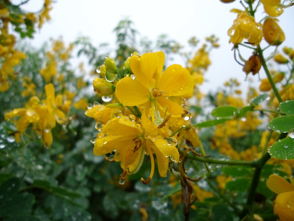 Wet rain drops of rain