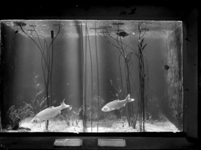 Visserij, viskwekerijen, aquaria, vissen, Bestanddeelnr 164-0375