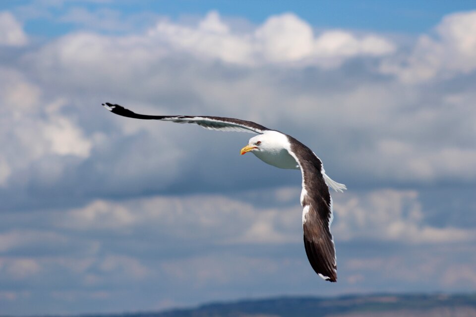 Nature sky fly
