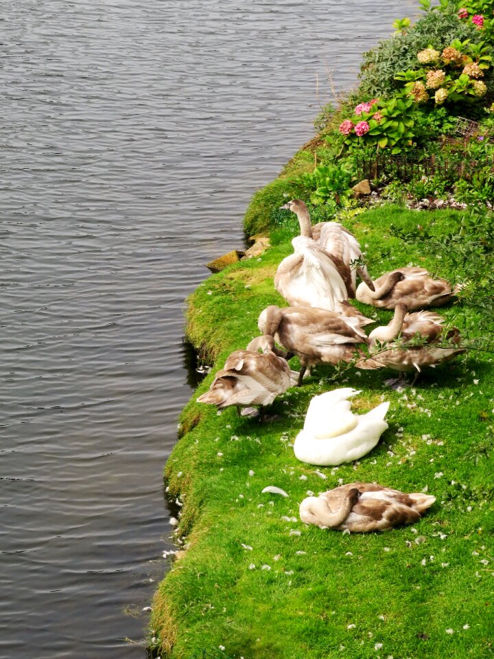 Group wildfowl feathers