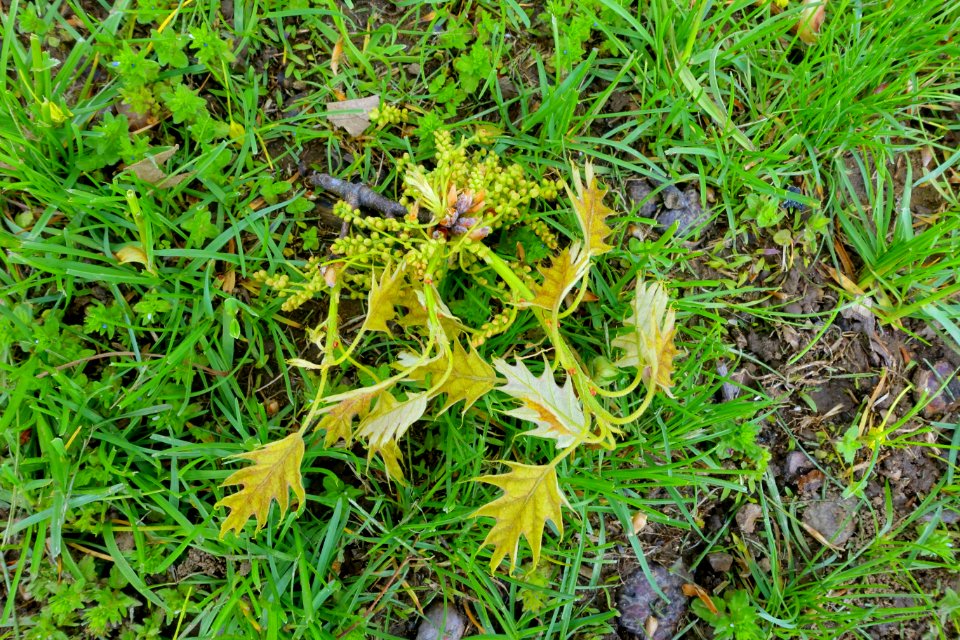 Vistas underfoot - Gibbet Hill - Groton, MA - DSC06568