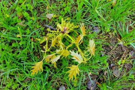 Vistas underfoot - Gibbet Hill - Groton, MA - DSC06568