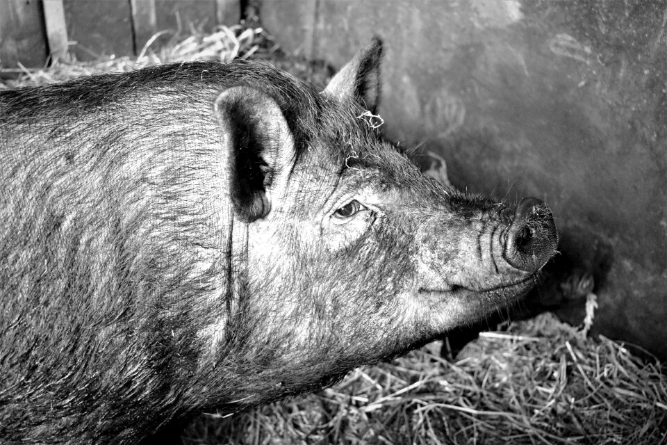 Farmhouse the bristles black and white