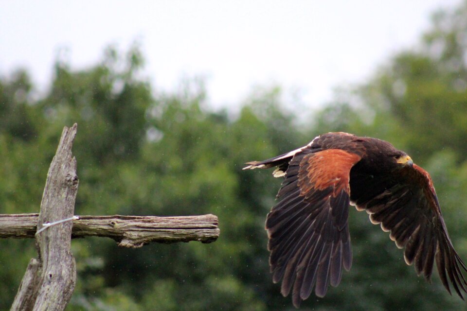 Wildlife wings hawk