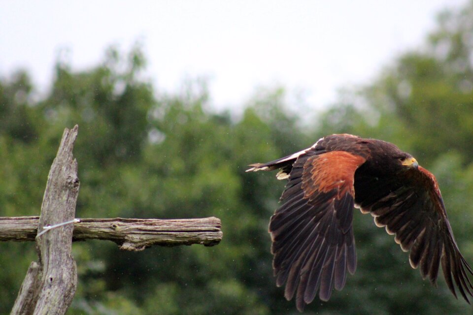 Wildlife wings hawk photo