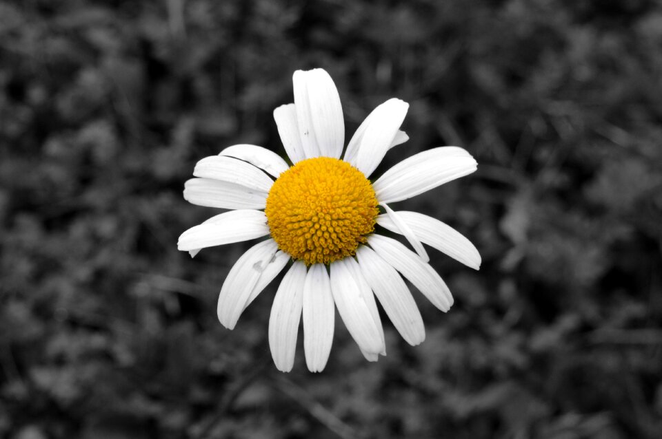 Spring plant floral