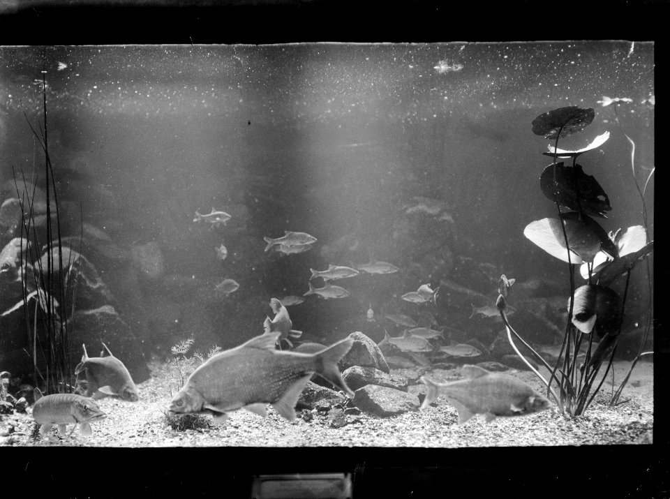 Visserij, viskwekerijen, aquaria, vissen, Bestanddeelnr 164-0376