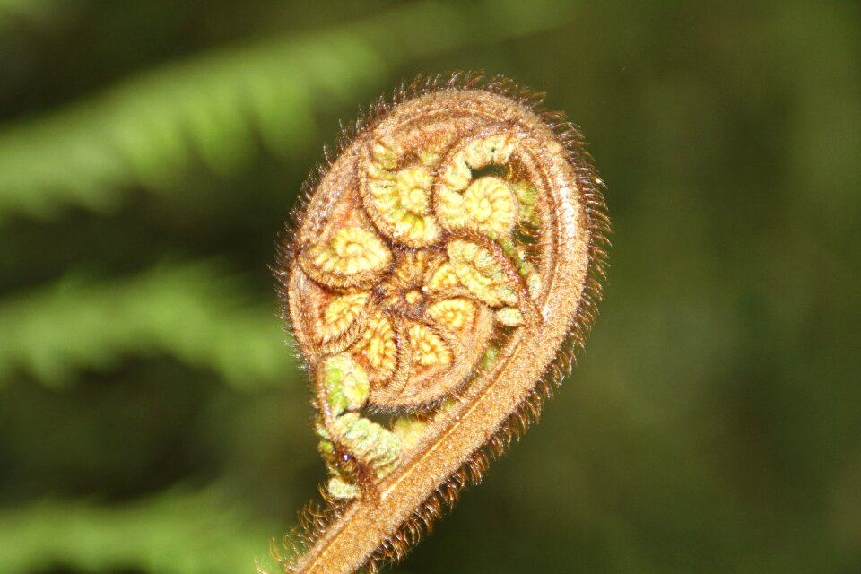 Scion new zealand flora