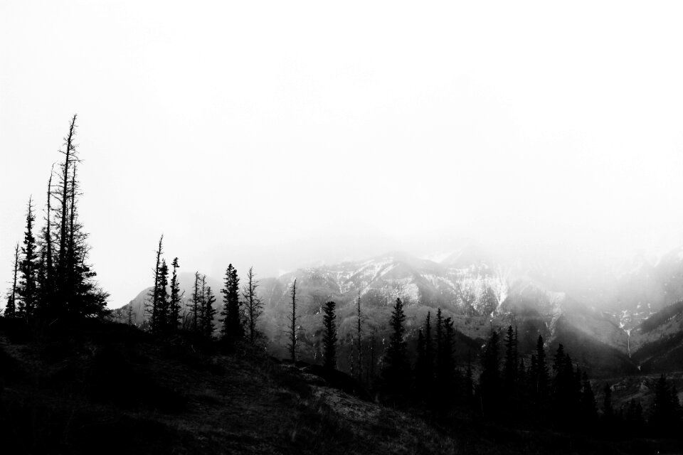 Trees travel adventure