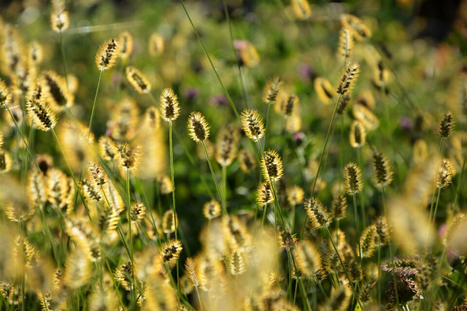 Plant nature beautiful