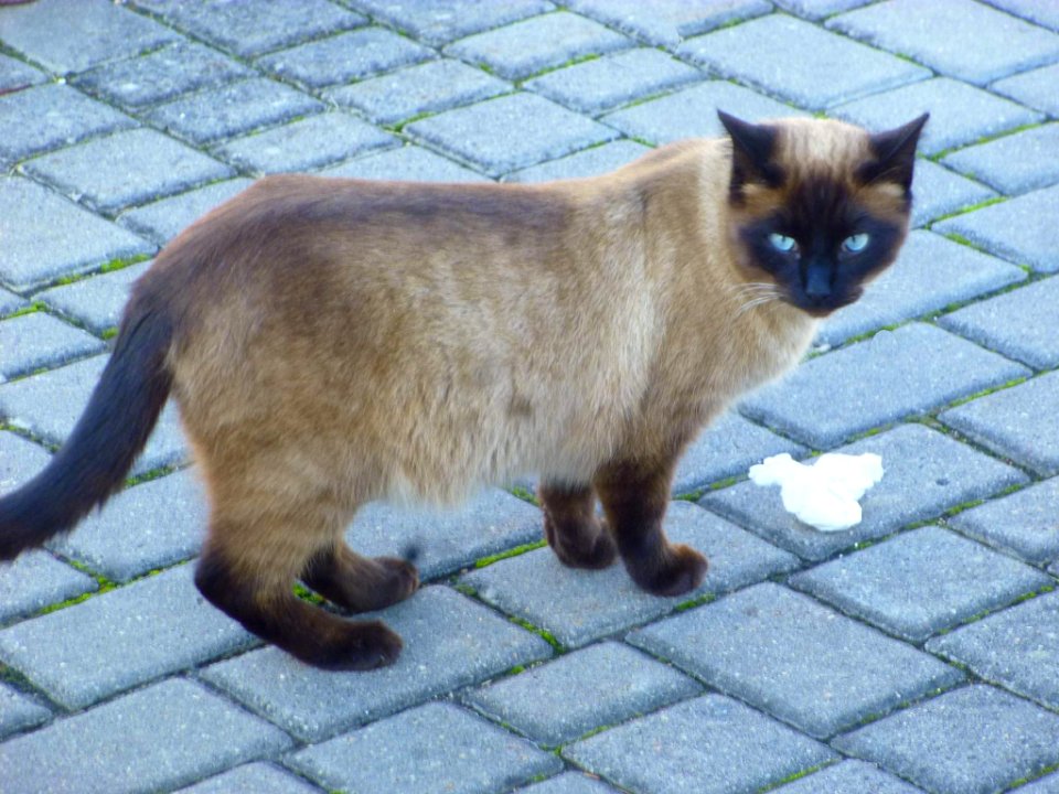 Vitoria - Gato en Armentia