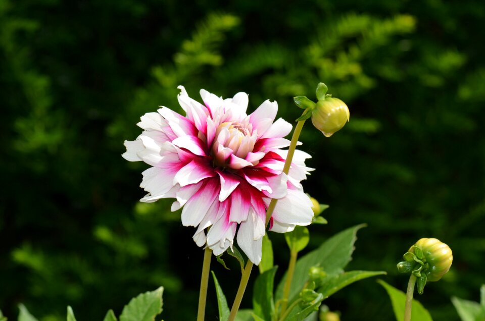 Dahlia garden late summer garden plant