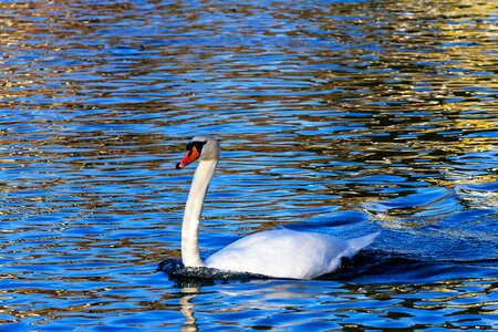 Animal world waters water bird