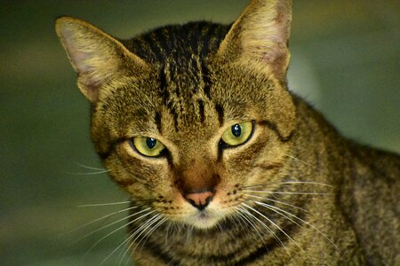 Fur pet portrait photo