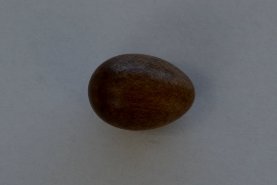 Vogelei aus Nistkasten (wenig belichtet)