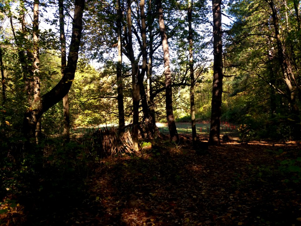 Volcan de Jaujac - Centre du cratère derrière les arbres