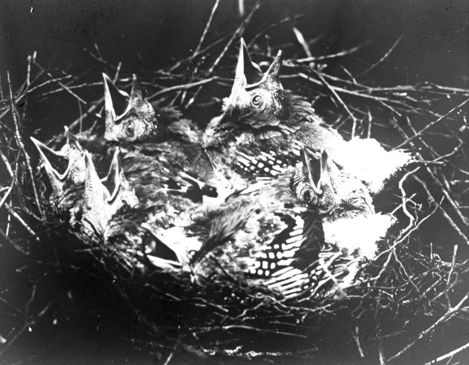 Vogels, nesten, meerkol, Bestanddeelnr 193-0904