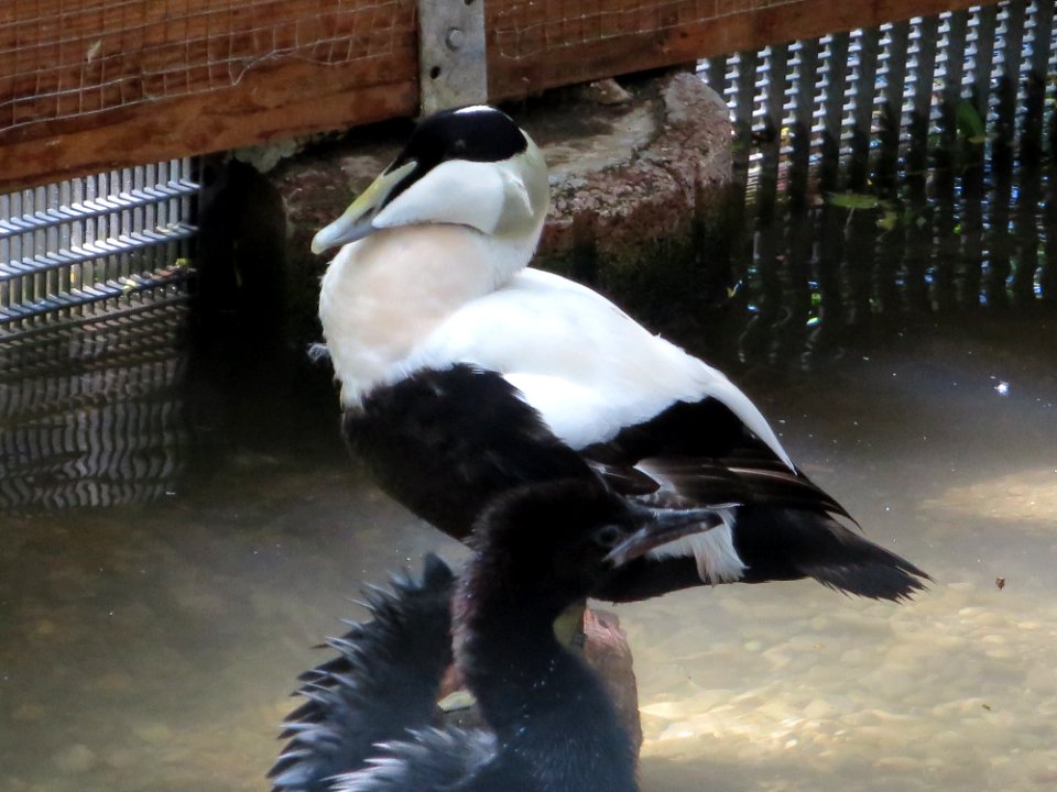 Vogelpark Olching 26