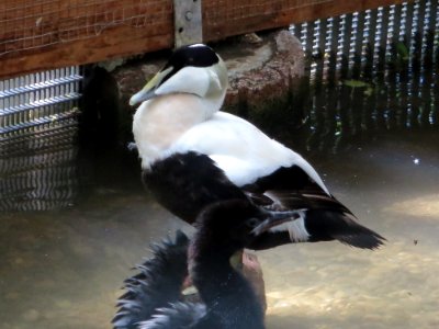 Vogelpark Olching 26