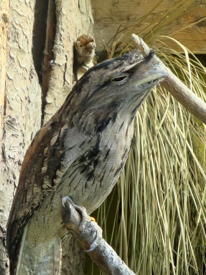 Vogelpark Olching 3