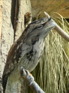 Vogelpark Olching 3