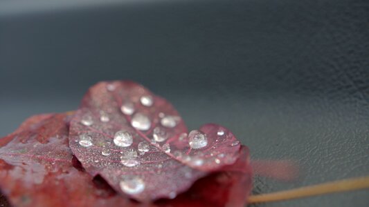 Flower drops of water droplets photo