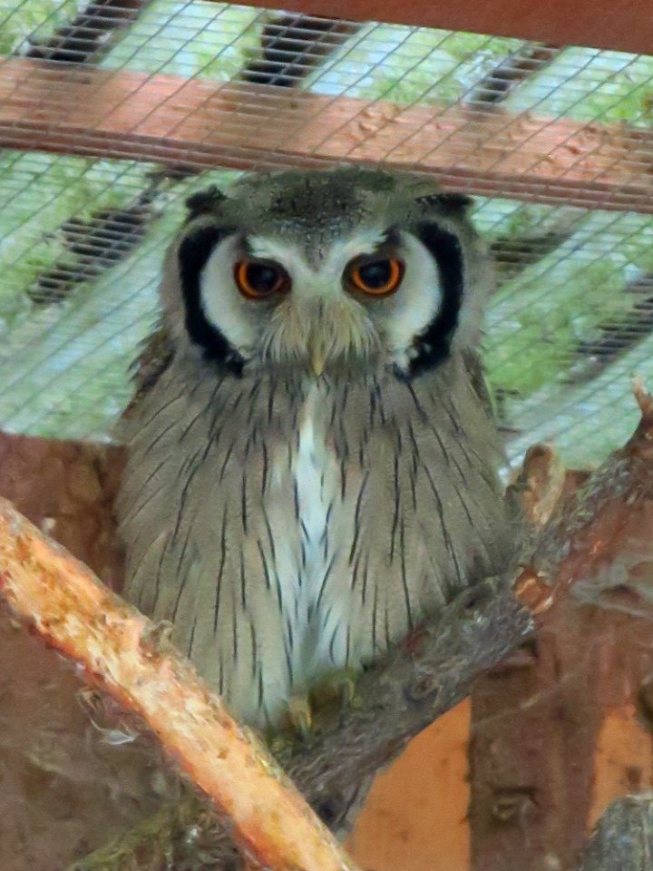 Vogelpark Olching 5