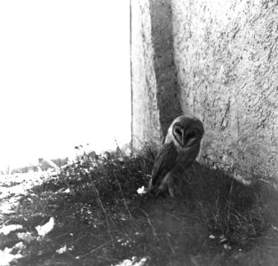 Vogels, nesten, kerkuil, Bestanddeelnr 193-0910