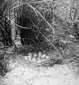 Vogels, nesten, eieren, fazant, Bestanddeelnr 193-0938