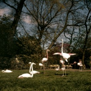 Vogels, flamingos, Bestanddeelnr 254-7070