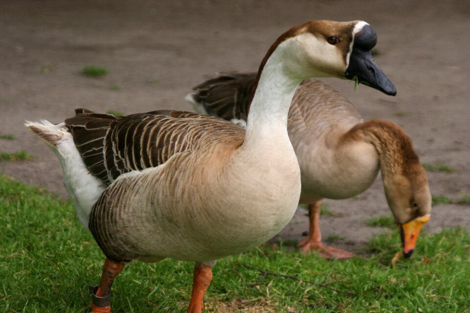Animal kingdom geese nature