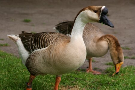 Animal kingdom geese nature