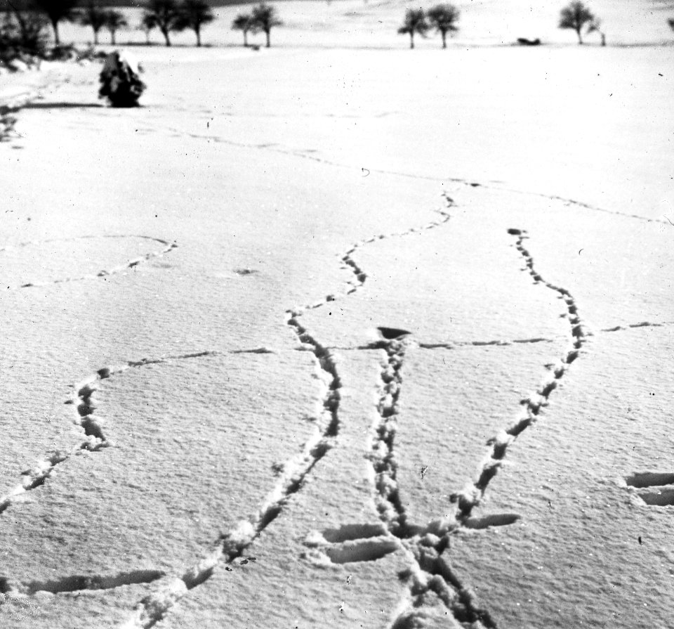 Vogels, sporen, sneeuw, patrijs, Bestanddeelnr 193-0941