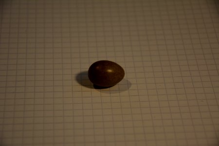 Vogelei auf kariertem Blatt (2)