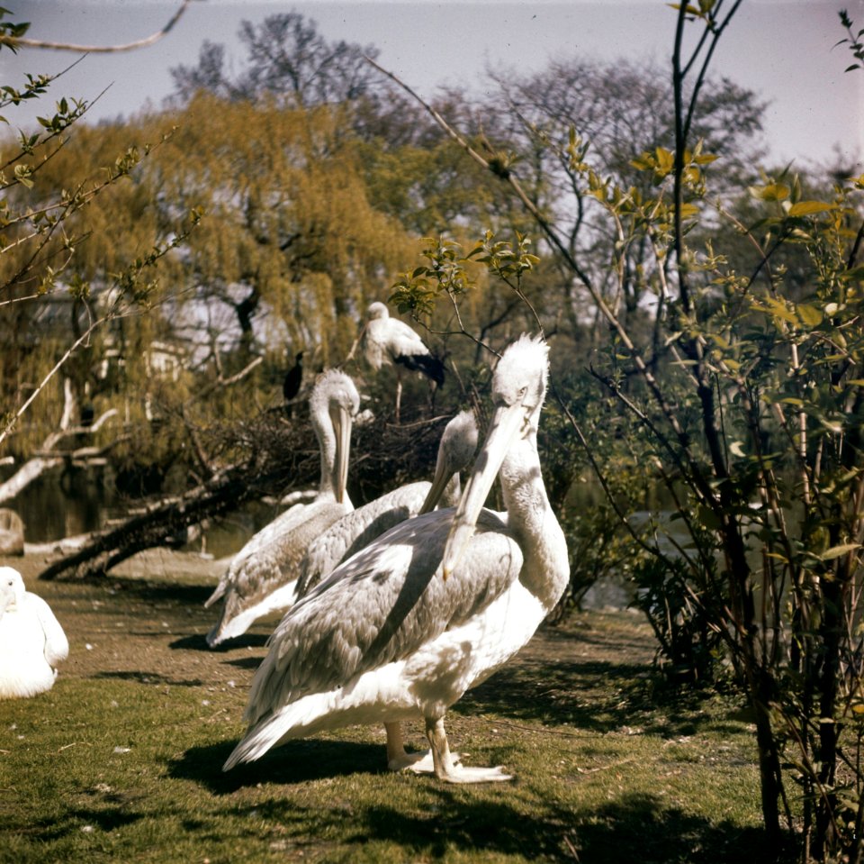 Vogels, Pelikanen, Bestanddeelnr 254-7069