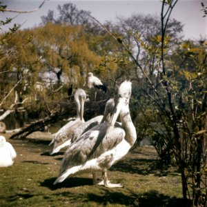 Vogels, Pelikanen, Bestanddeelnr 254-7069 photo