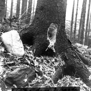 Vogels, Bestanddeelnr 193-0946