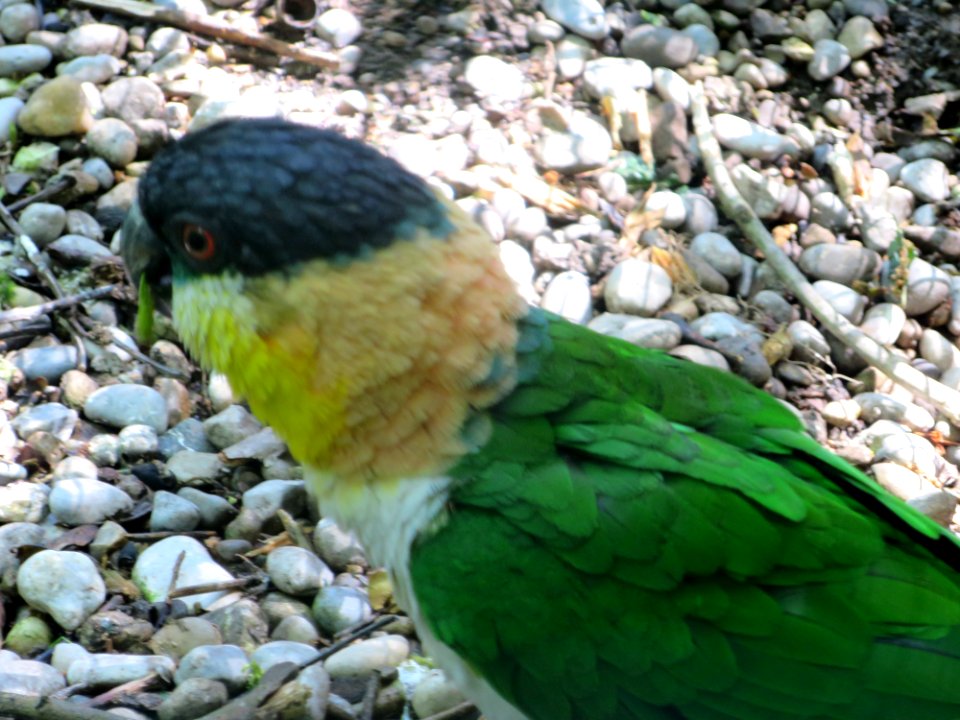 Vogelpark Olching 23