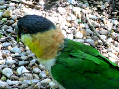 Vogelpark Olching 23