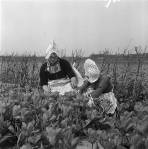 Volendam bezoekt de bollen, Bestanddeelnr 902-1371