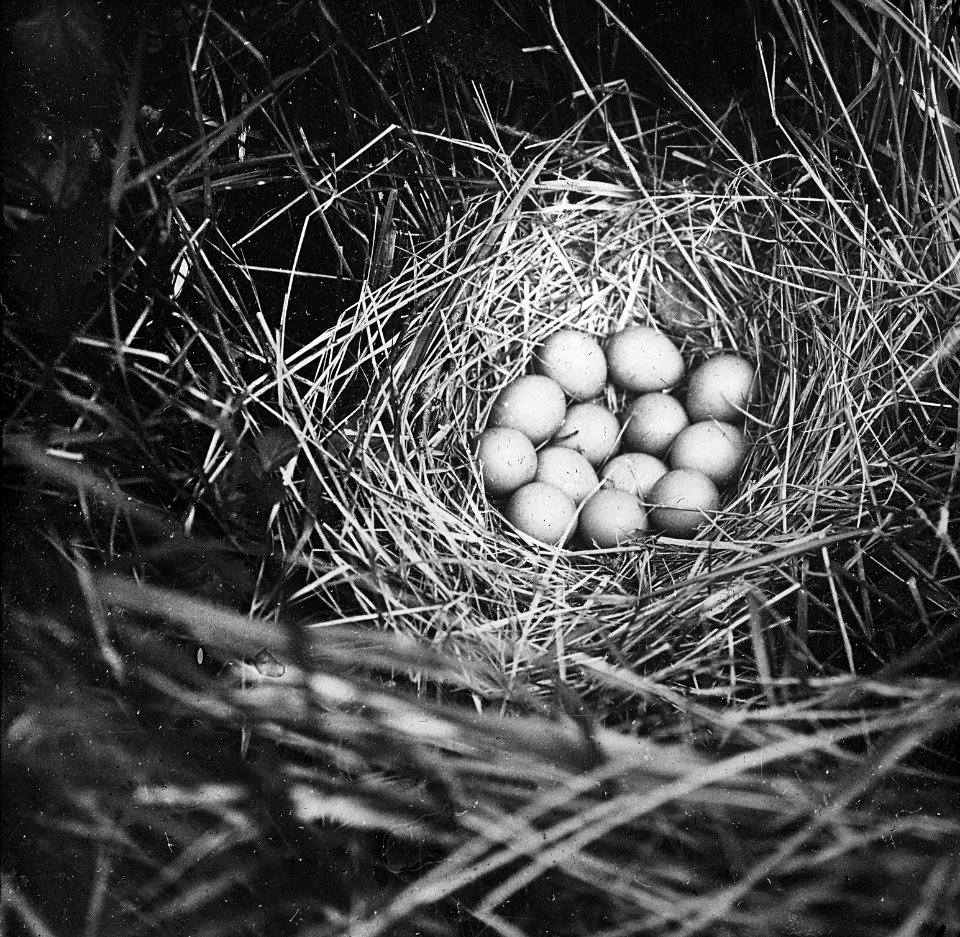 Vogels, nesten, eieren, patrijs, Bestanddeelnr 193-0939