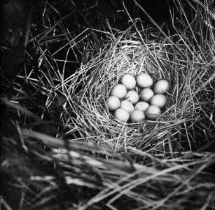 Vogels, nesten, eieren, patrijs, Bestanddeelnr 193-0939
