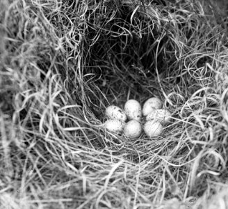 Vogels, nesten, eieren, korhoen, Bestanddeelnr 193-0942
